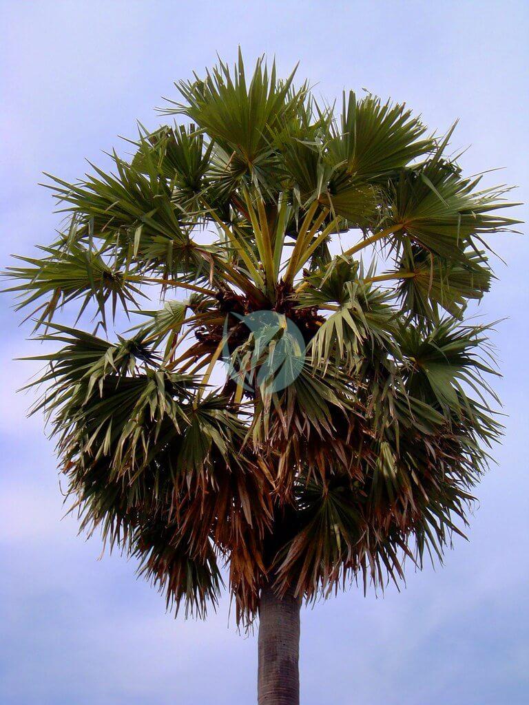 Washingtonia filifera (palmier de californie) – Image 5
