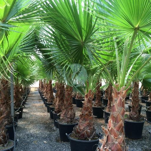 Washingtonia filifera (palmier de californie)