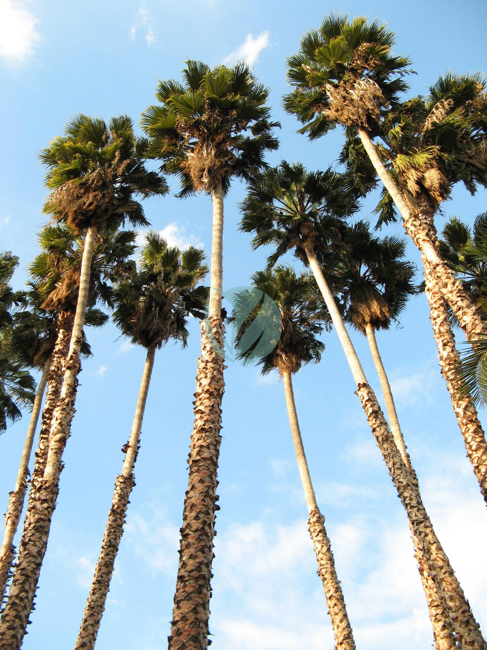 Washingtonia robusta – Image 3