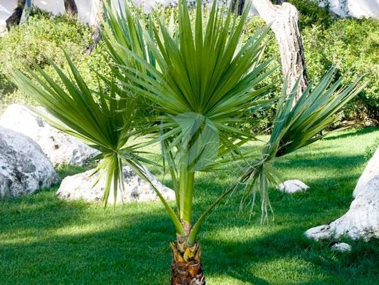 Washingtonia robusta – Image 5