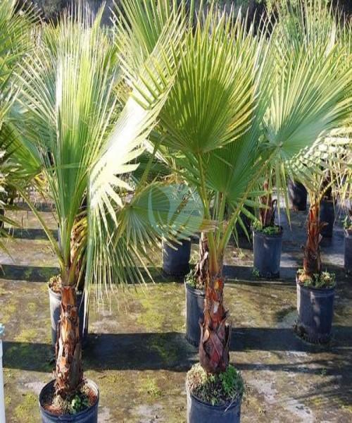 Washingtonia robusta – Image 8